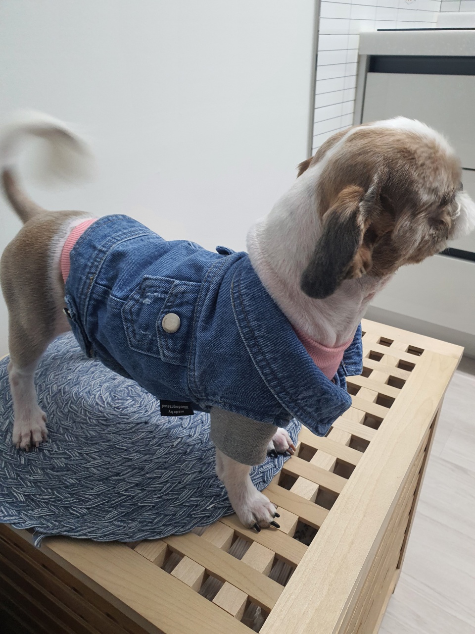 강아지옷 잘 입힐께요.