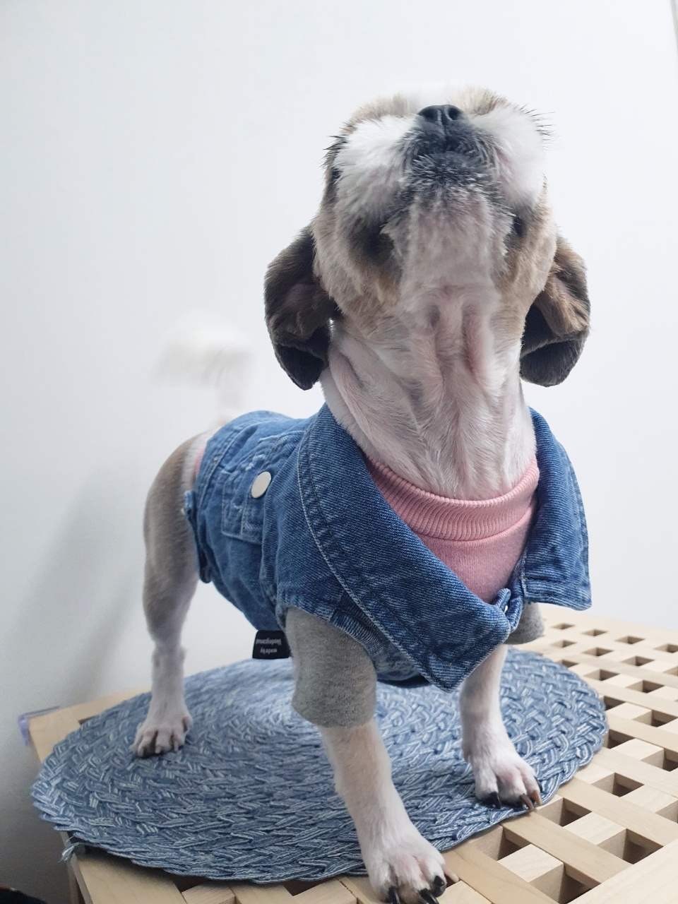 강아지옷 잘 입힐께요.